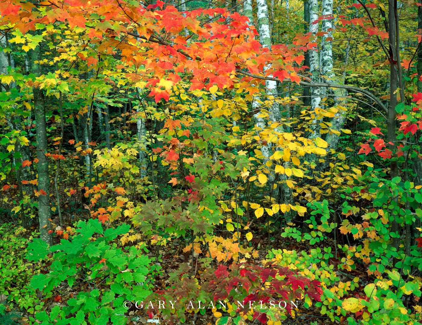 Autumn Colors | Banning State Park, Minnesota | Gary Alan Nelson